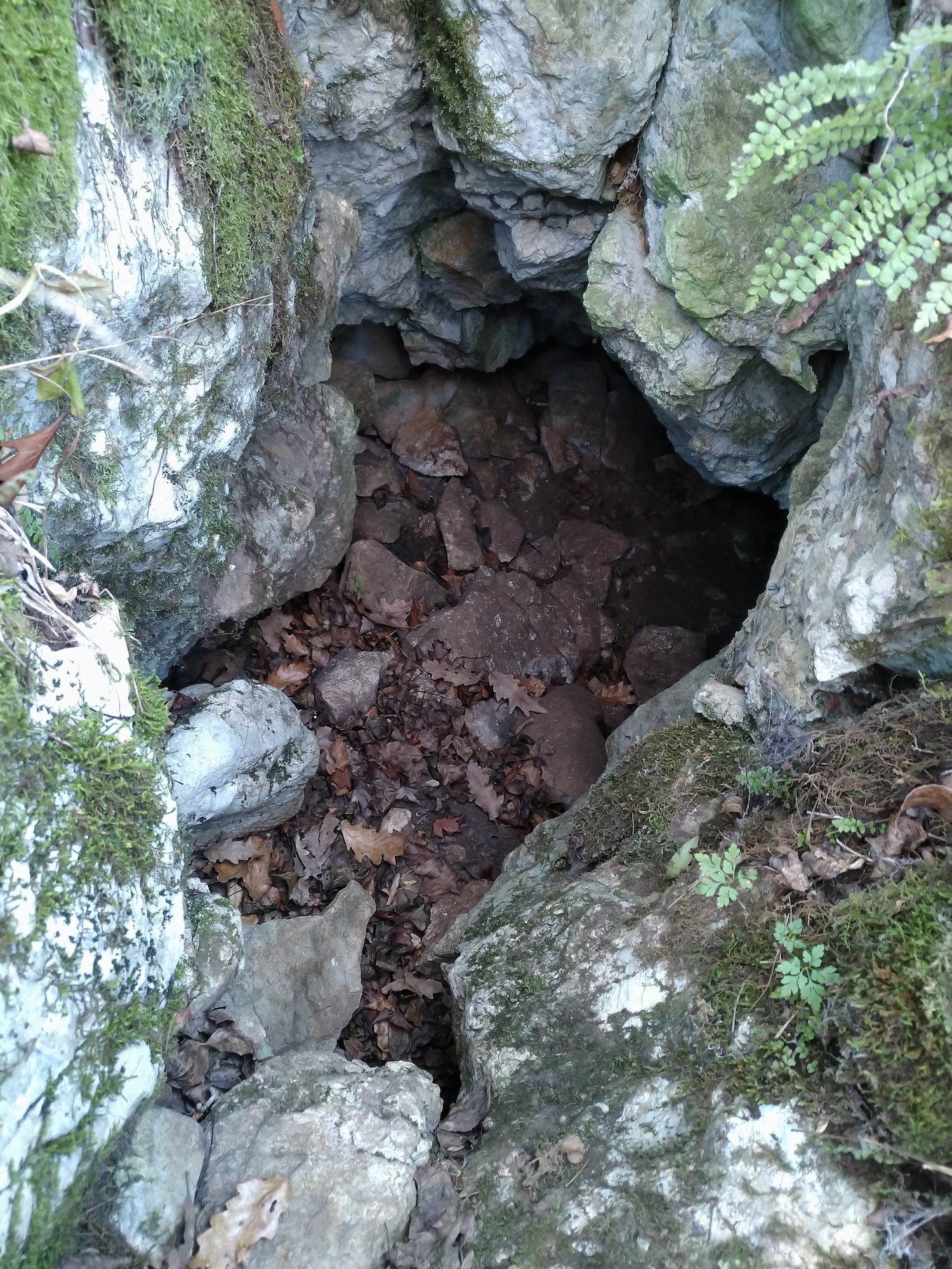 Peștera Limaxului - Image 6